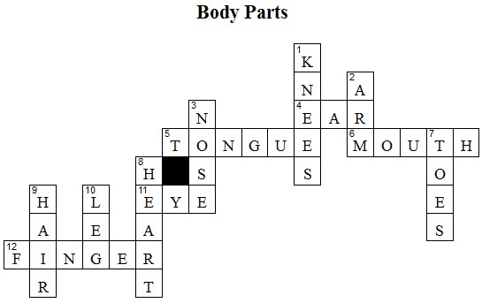Body Parts Crossword Puzzle Answers